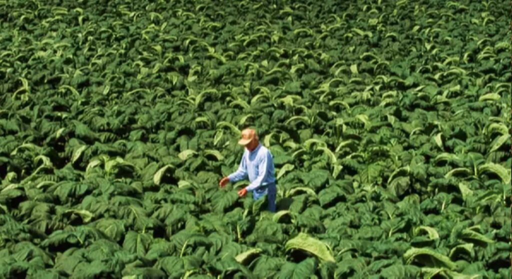 Сбор табачных листьев в Бразилии
