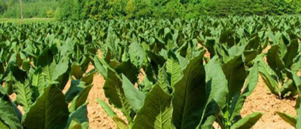 Растения табака, растущие на поле в штате Вирджиния
