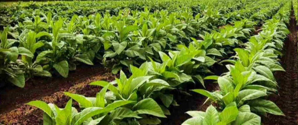 Цветущие растения табака Берли в полевых условиях